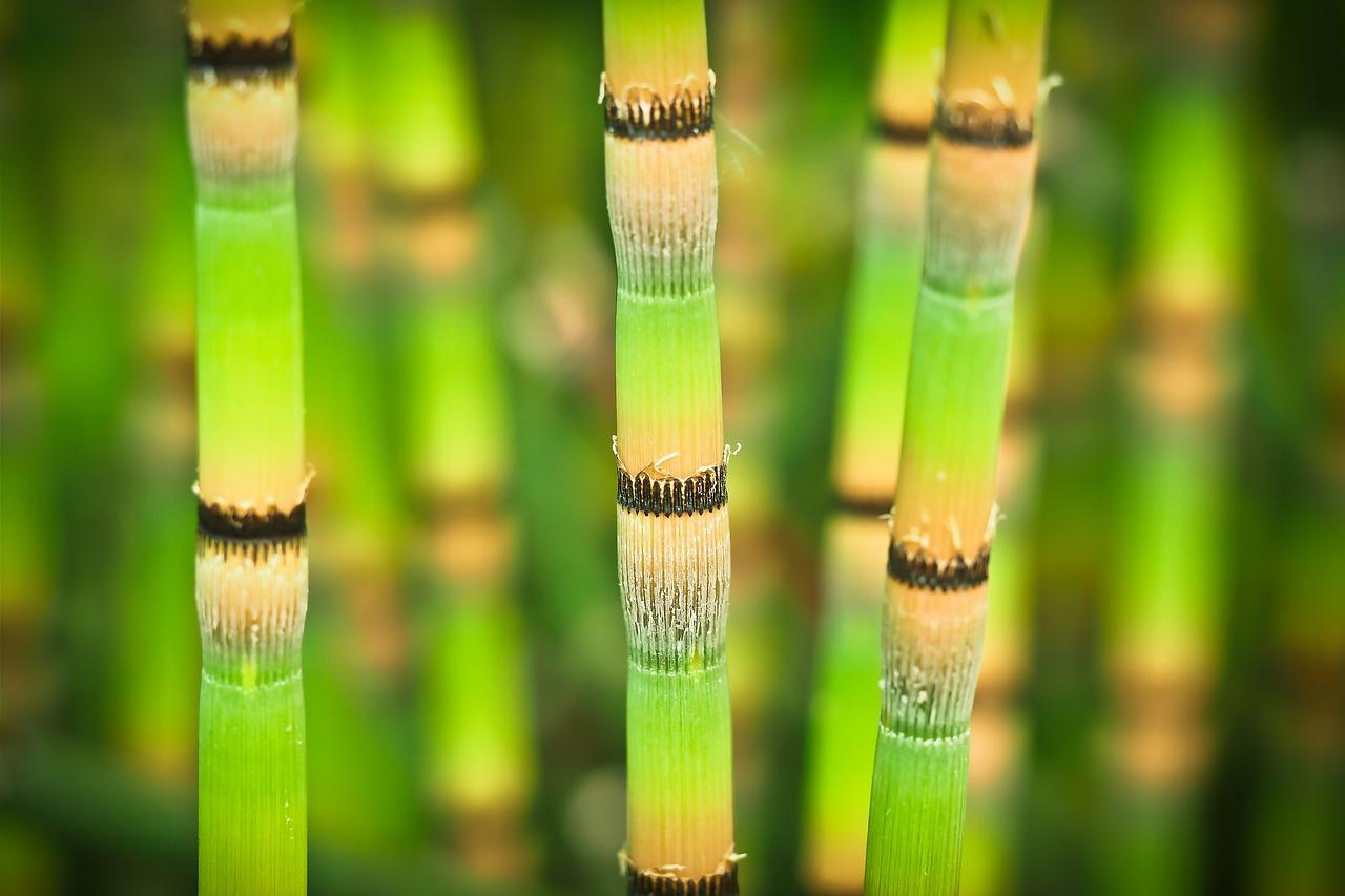 Comment Choisir Et Entretenir Des Plantes Vivaces Pour Un Jardin