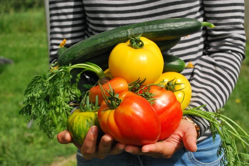 légumes jardin portager