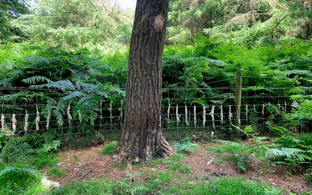réglementation arbre 30 ans