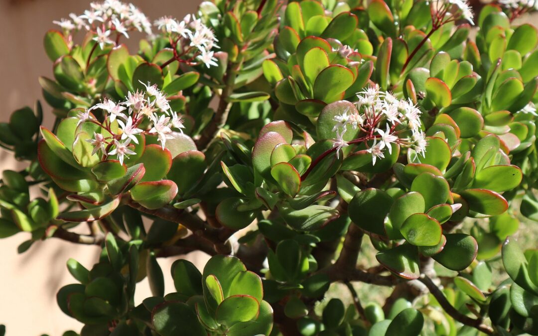 Bouturer l’arbre de Jade : méthode simple